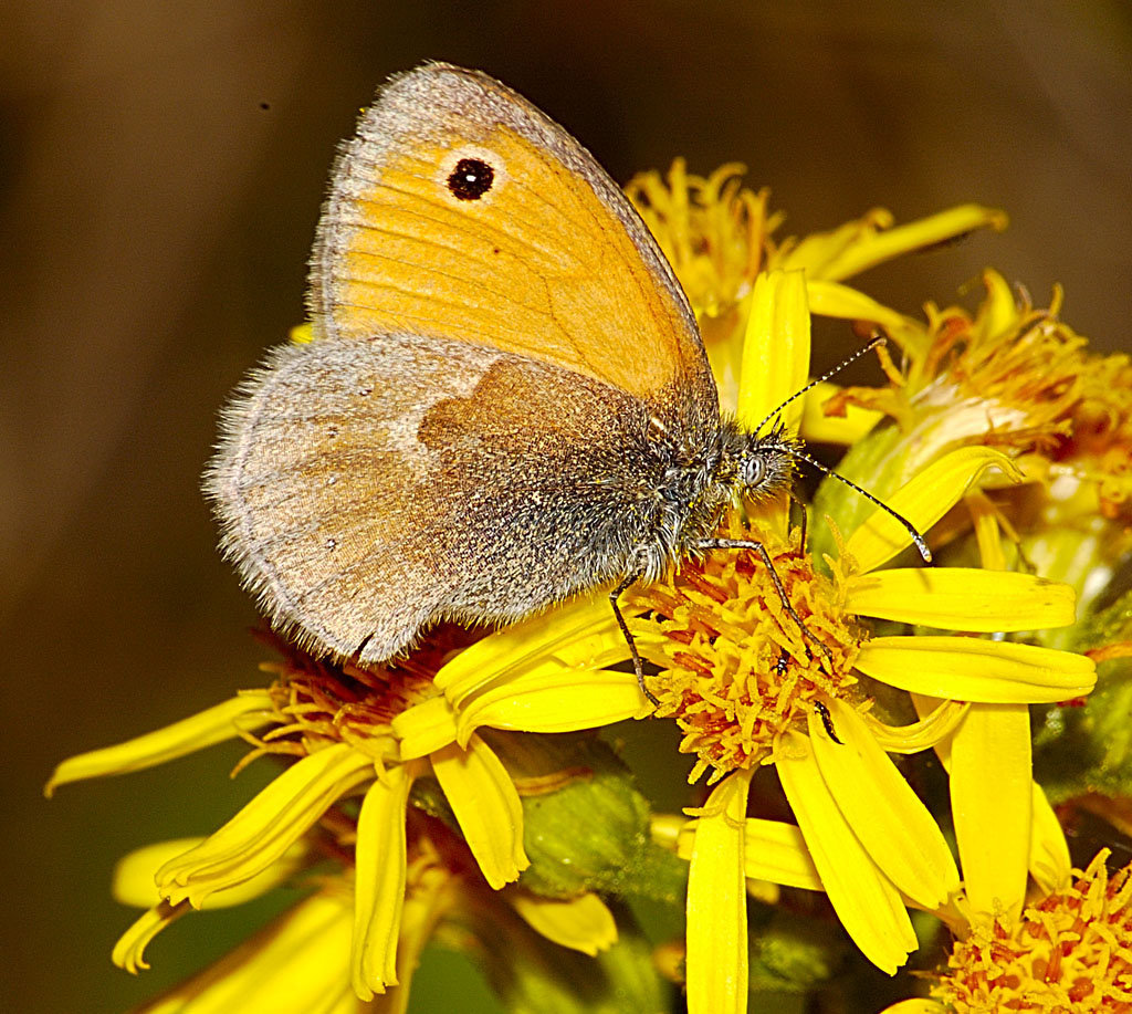 farfalla gialla