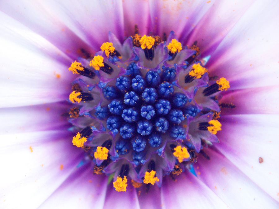 Dentro il fiore