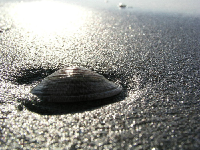 Shell