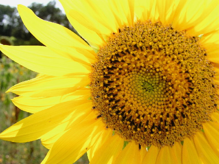 Girasole
