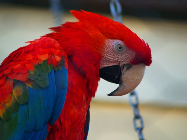 Pappagallo
