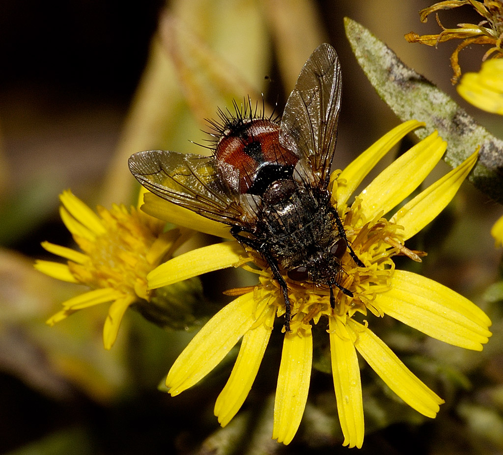 mosca irta e pelosa