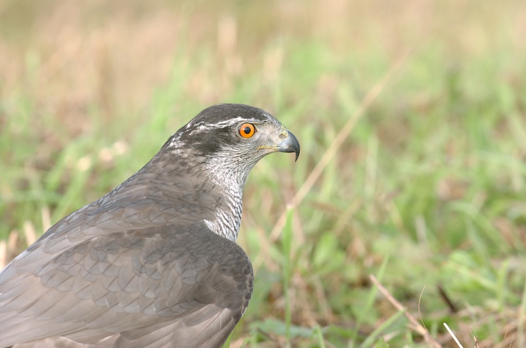 Falco