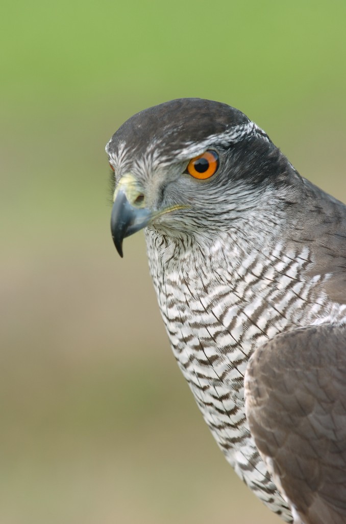 Falco