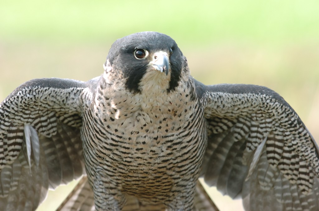 Falco in partenza
