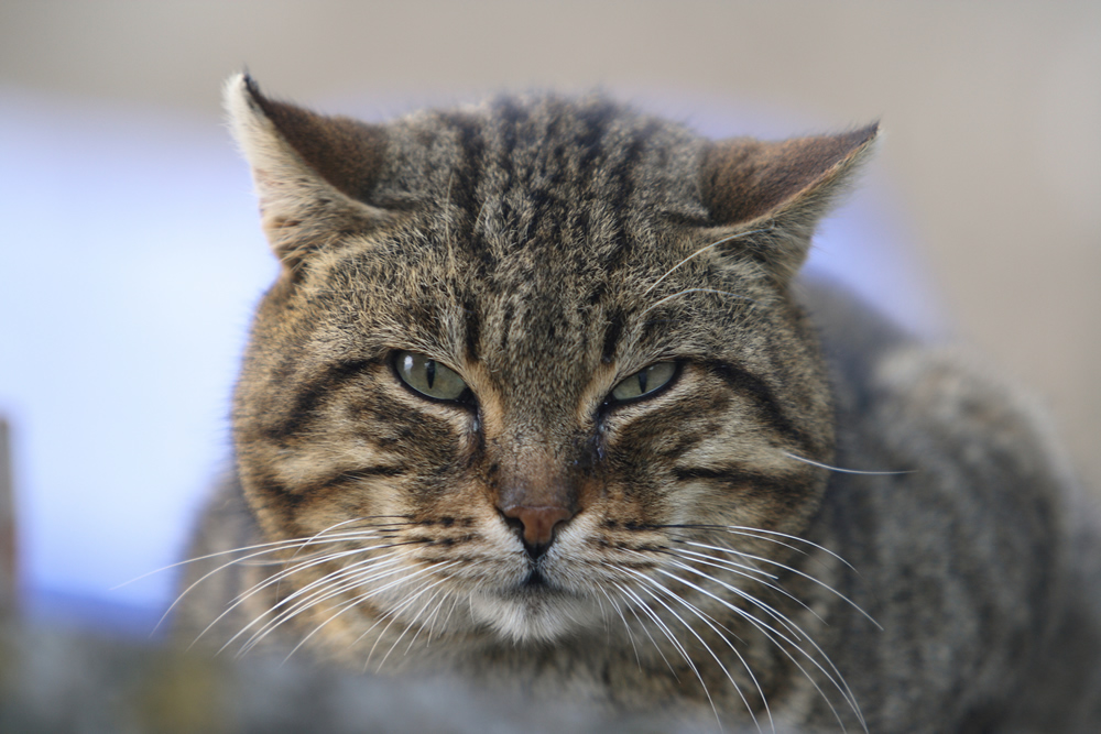 Bracciano-Gatto 1