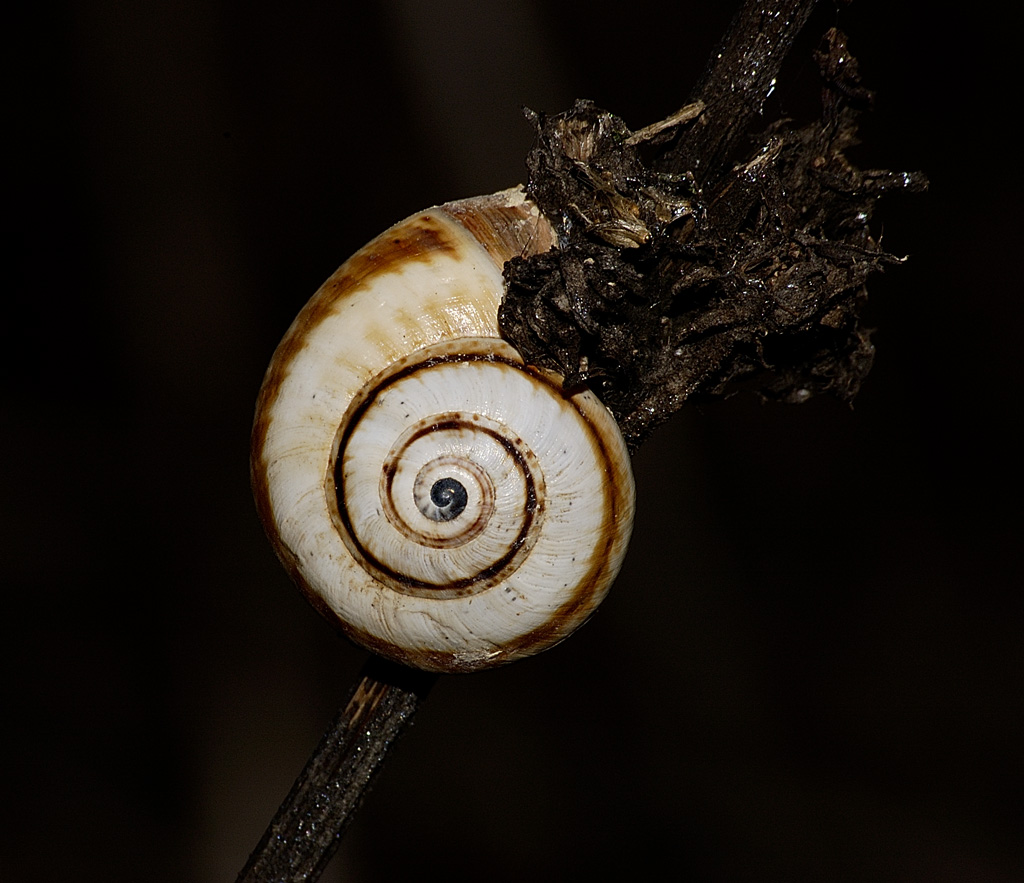 lumaca
