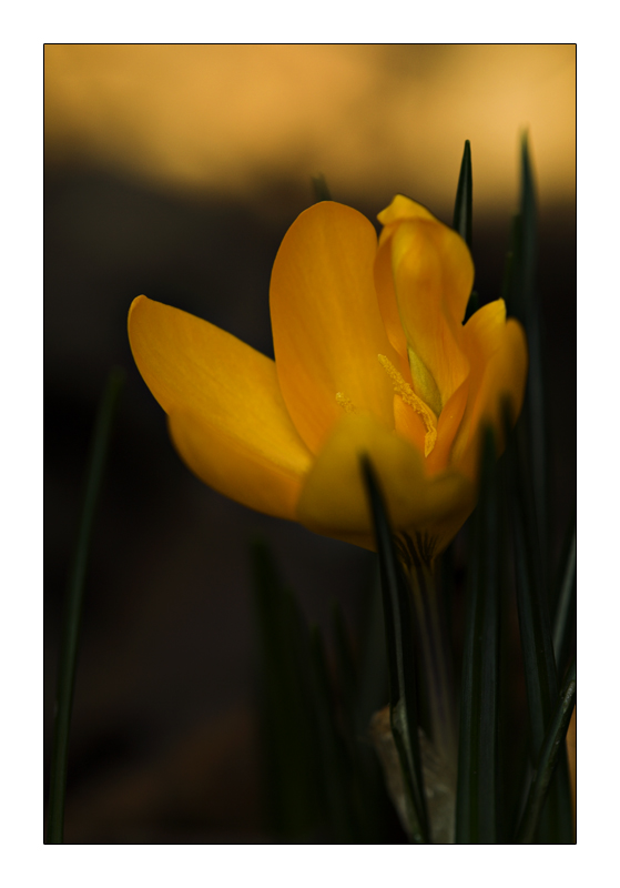 tramonto flower