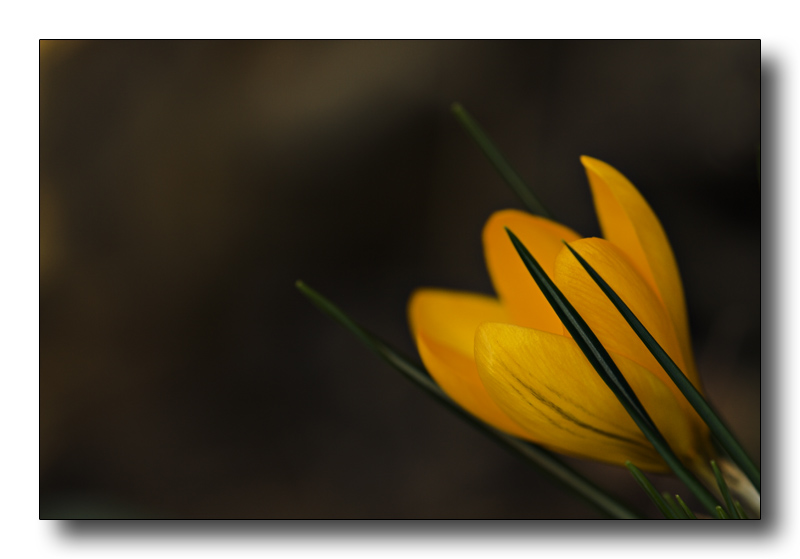 flower in the dark
