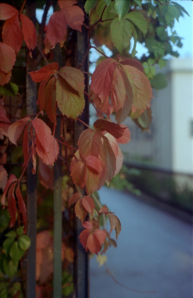 Colori d'autunno