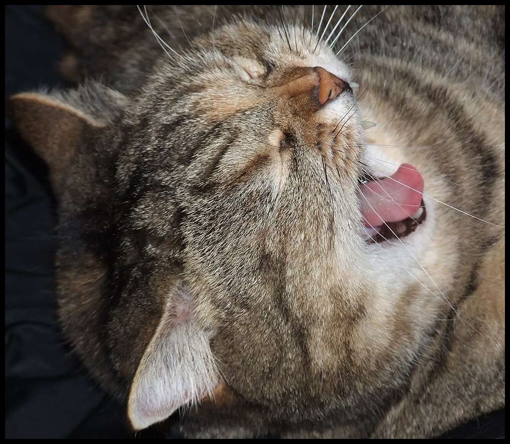 Sufi