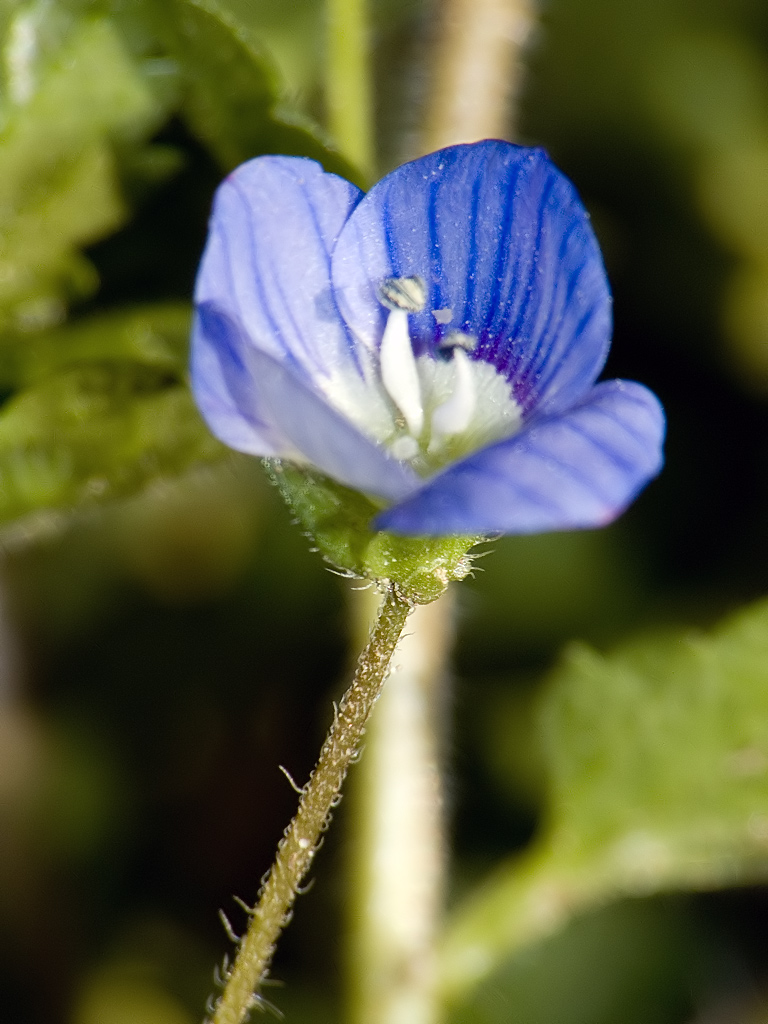 Fiorellino