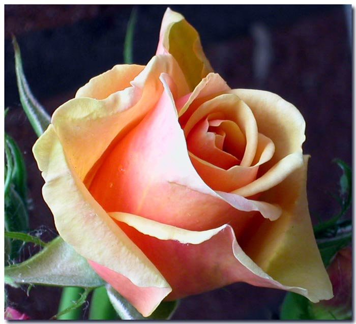 Rosa - Rosae