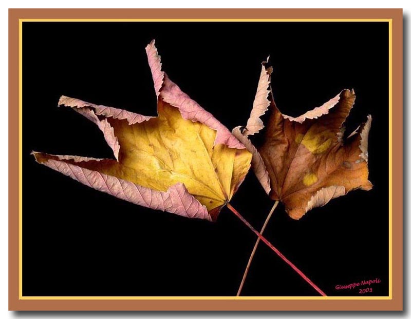 Composizione di foglie secche
