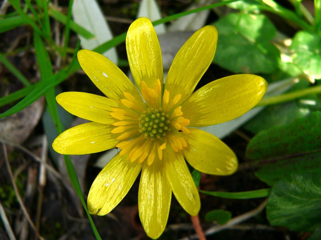 Fiore giallo 2