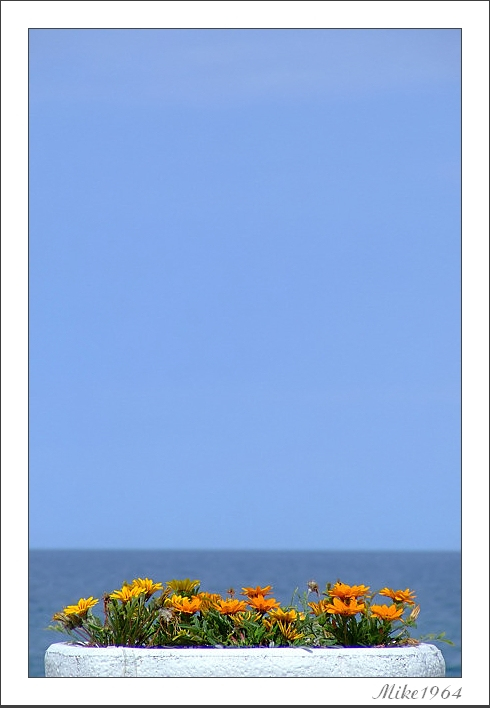 fiori al mare
