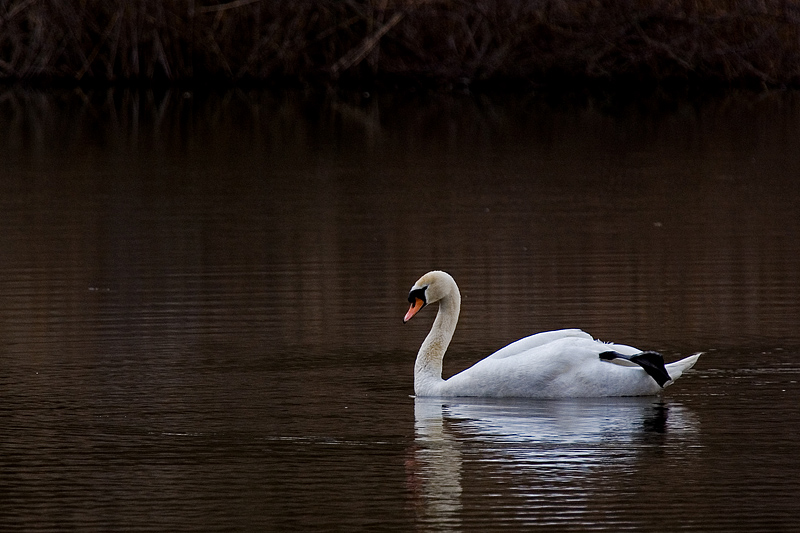 Cigno