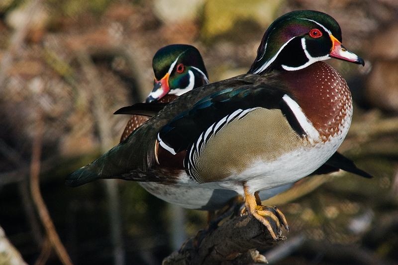 Anatra Sposa (... e ancora)