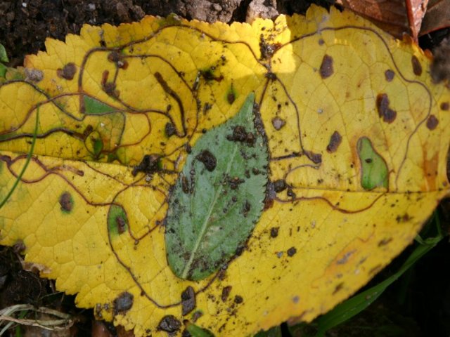 autumn