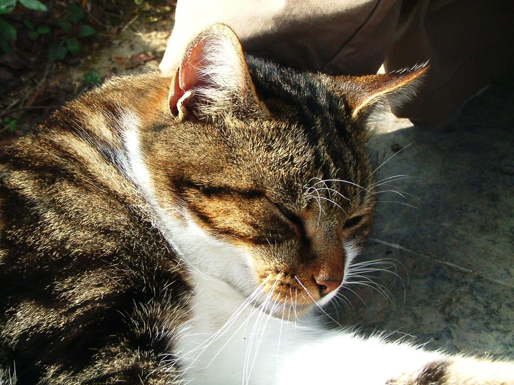 Il micio