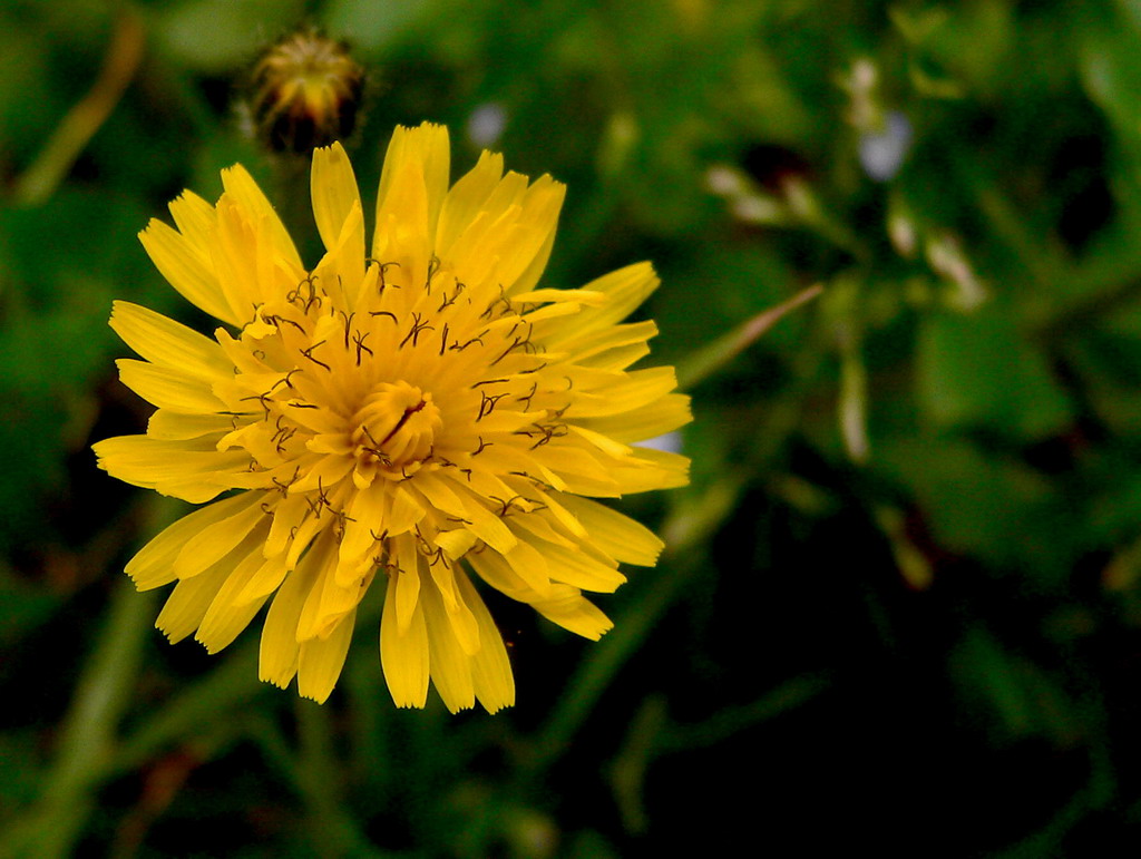 Fiore giallo 4