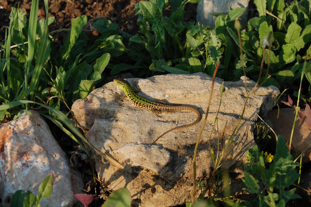 Lucertola
