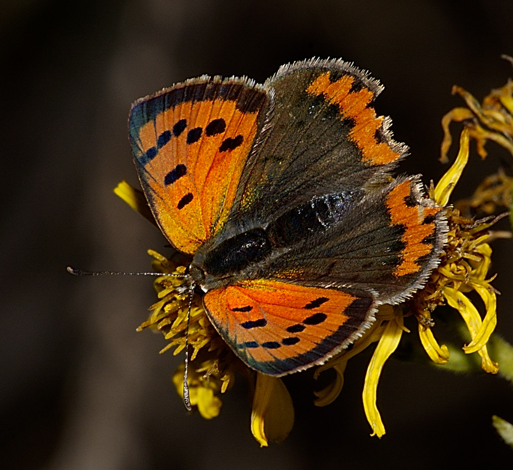 farfalla colorata