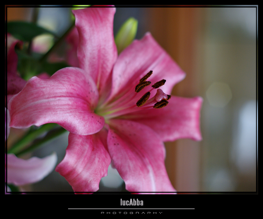 Fiore