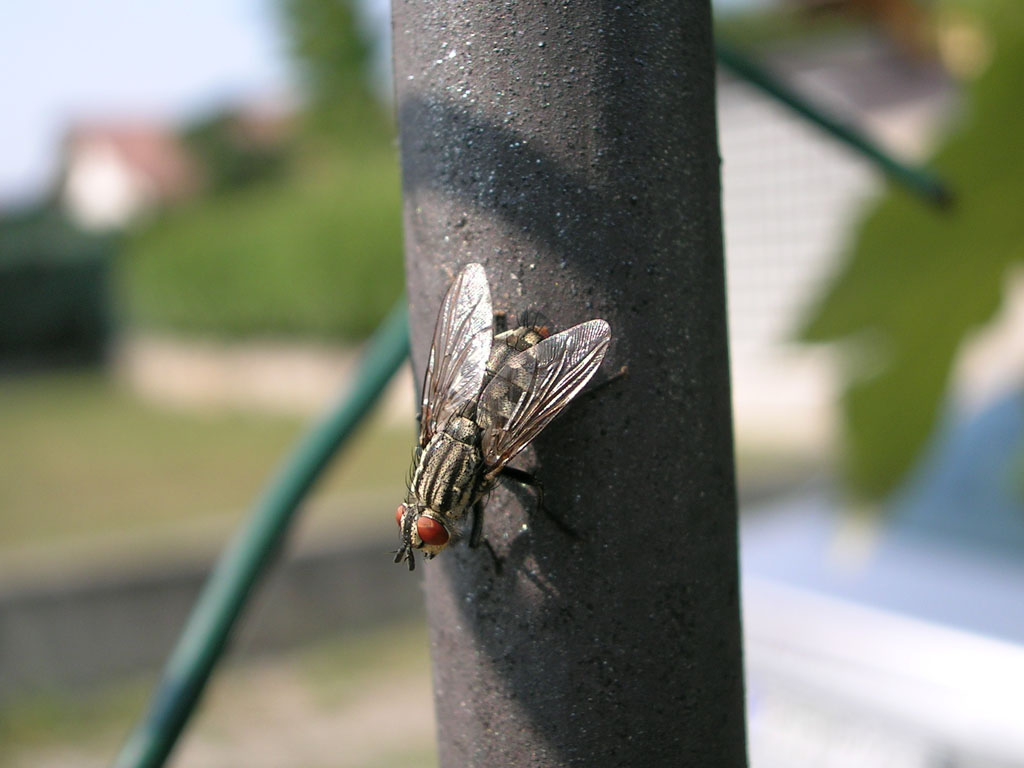 mosca