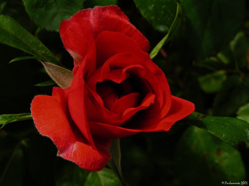 Red Rose