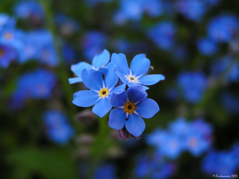 Blue on Blue