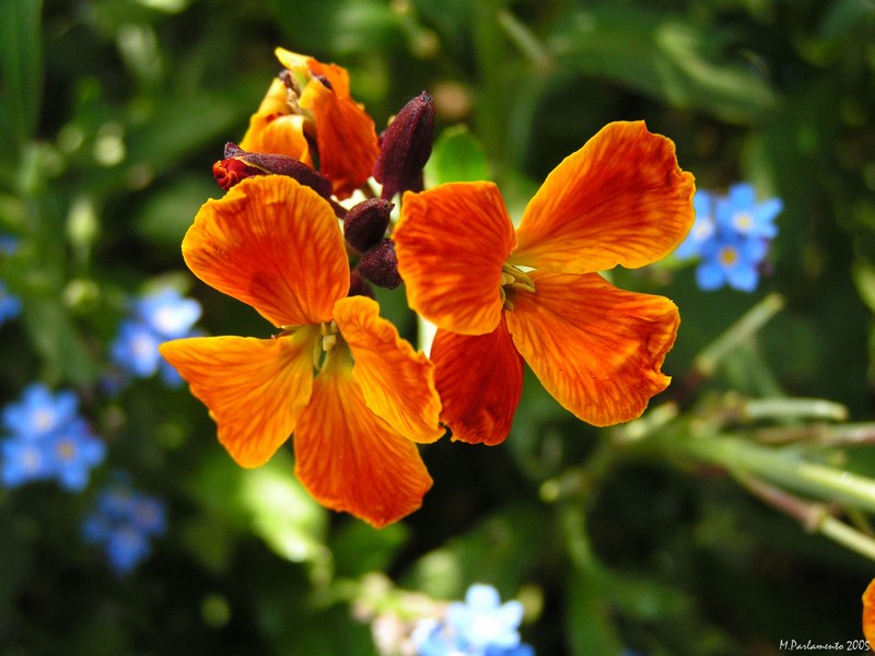 I fiori che volano