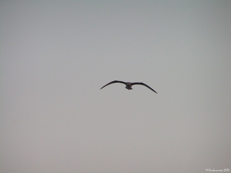 Aerodinamica