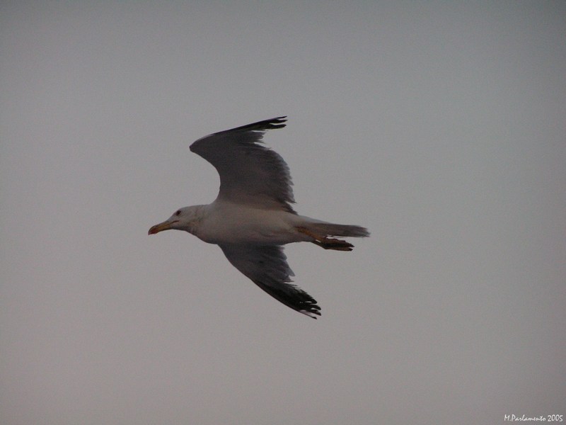 Fly away