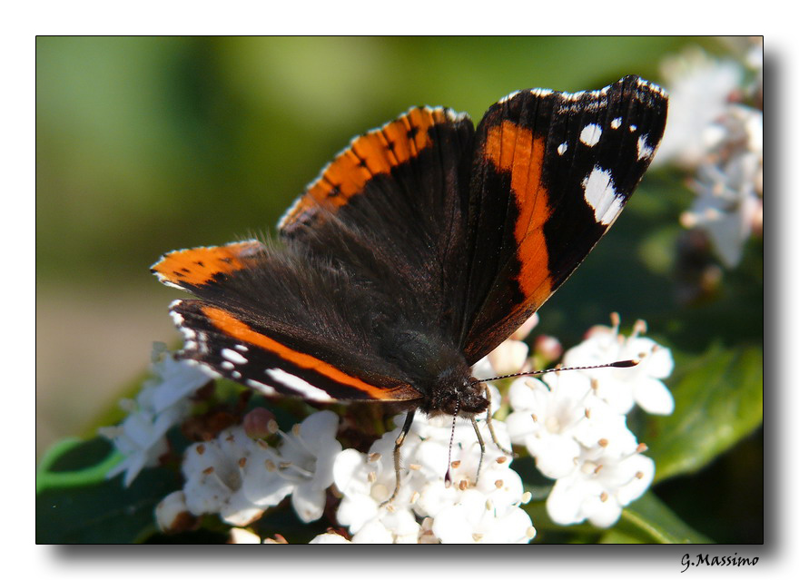 Butterfly 5