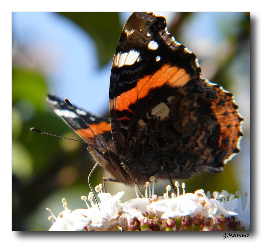 Butterfly 6