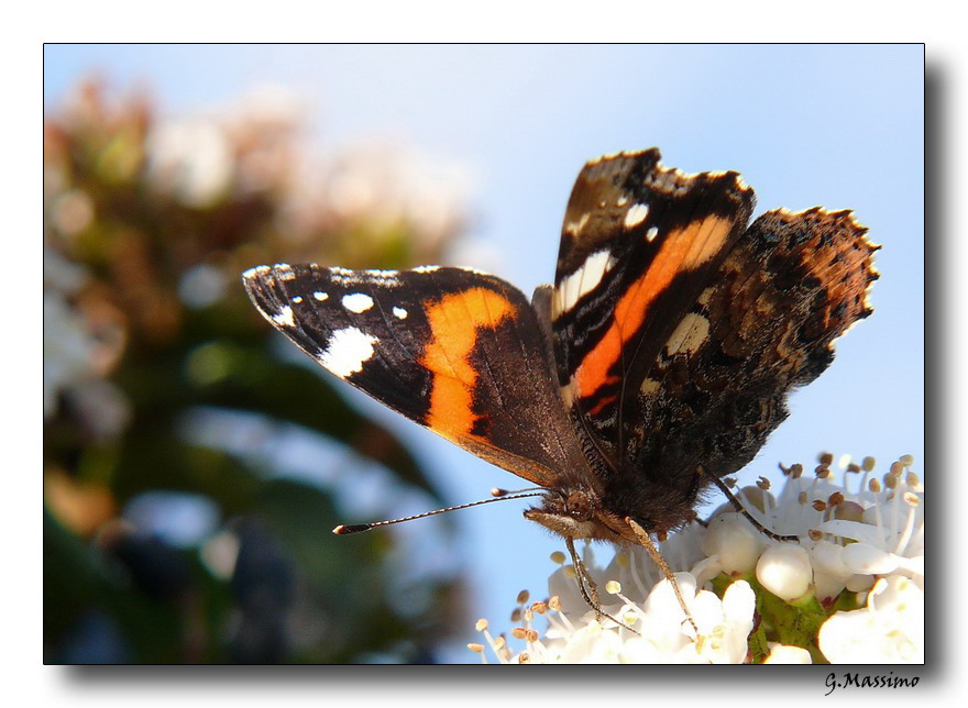 Butterfly 7