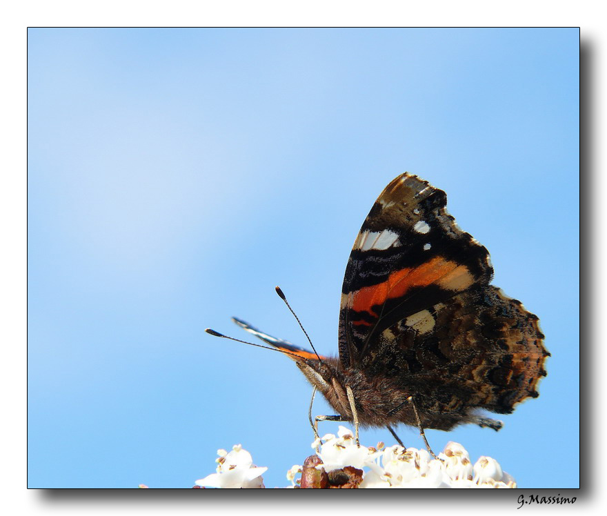 Butterfly 9