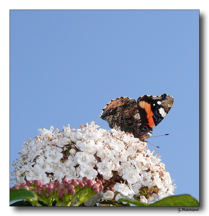 Butterfly 11