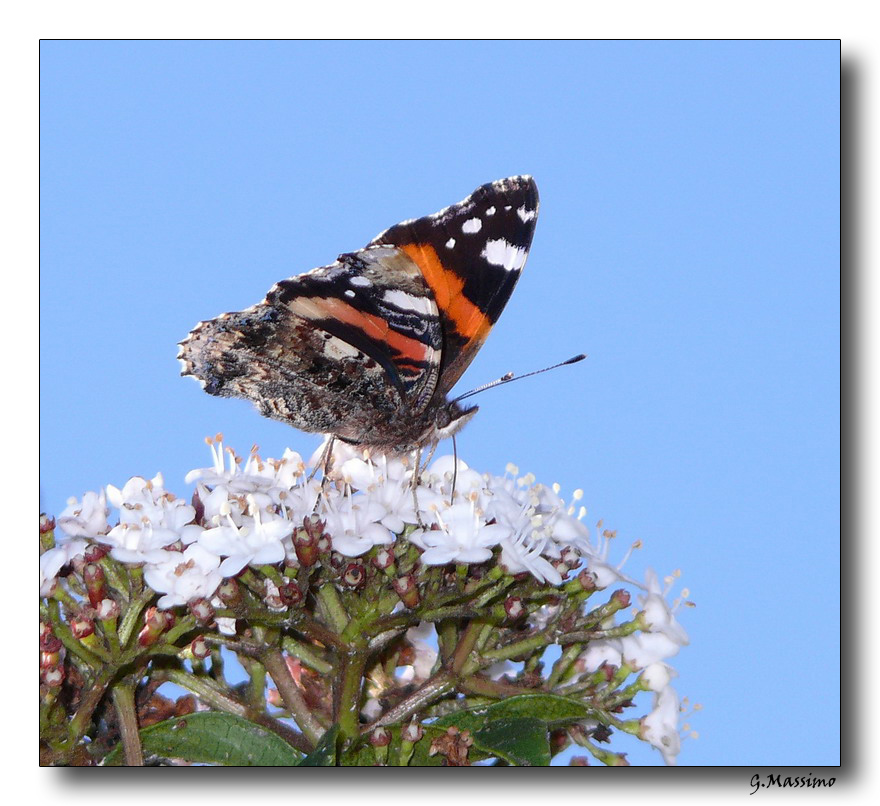 Butterfly 13