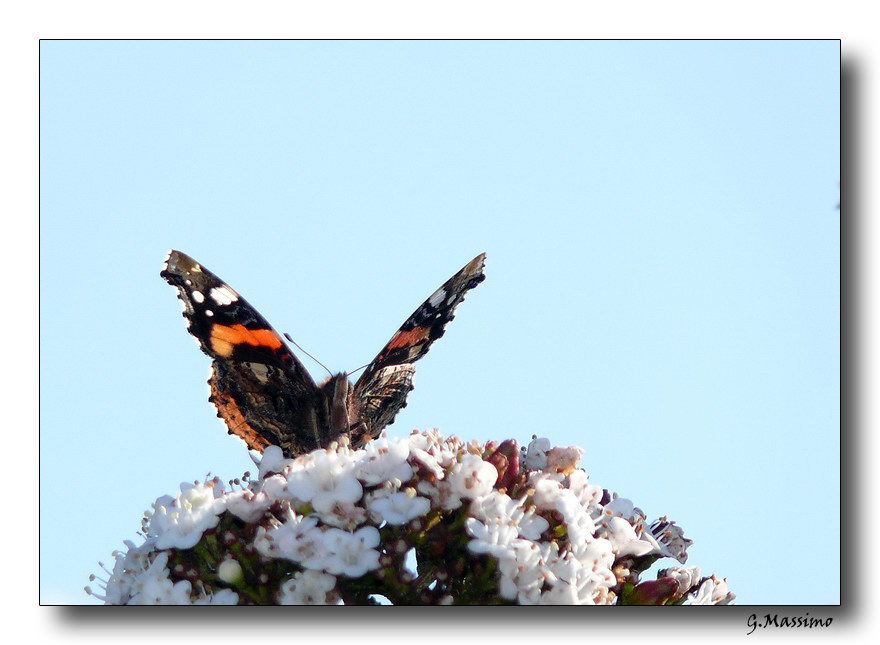 Butterfly 16(per EpLy..)