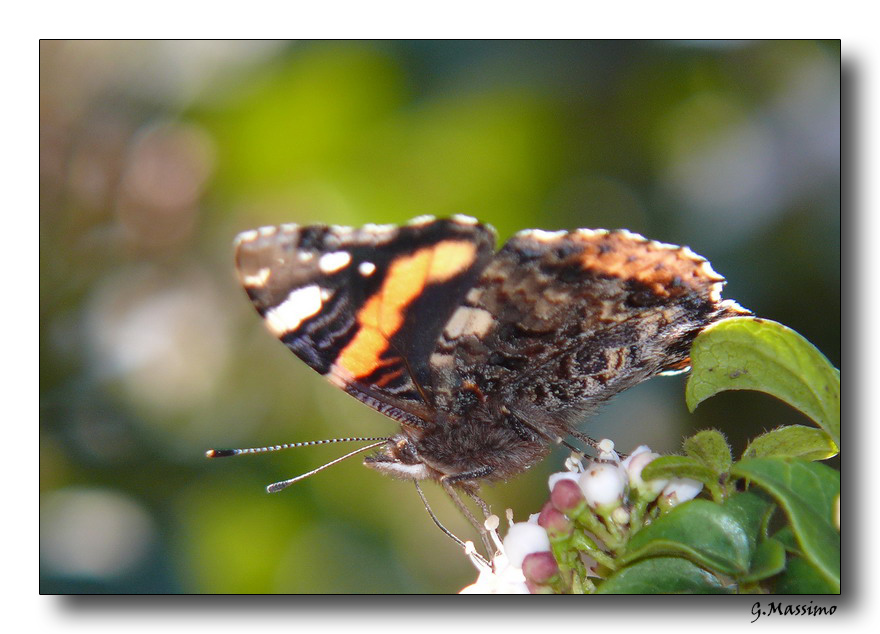 Butterfly 18