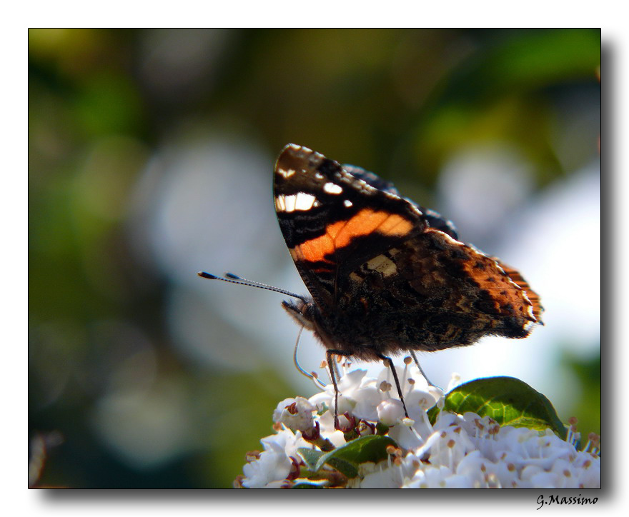 Butterfly 19