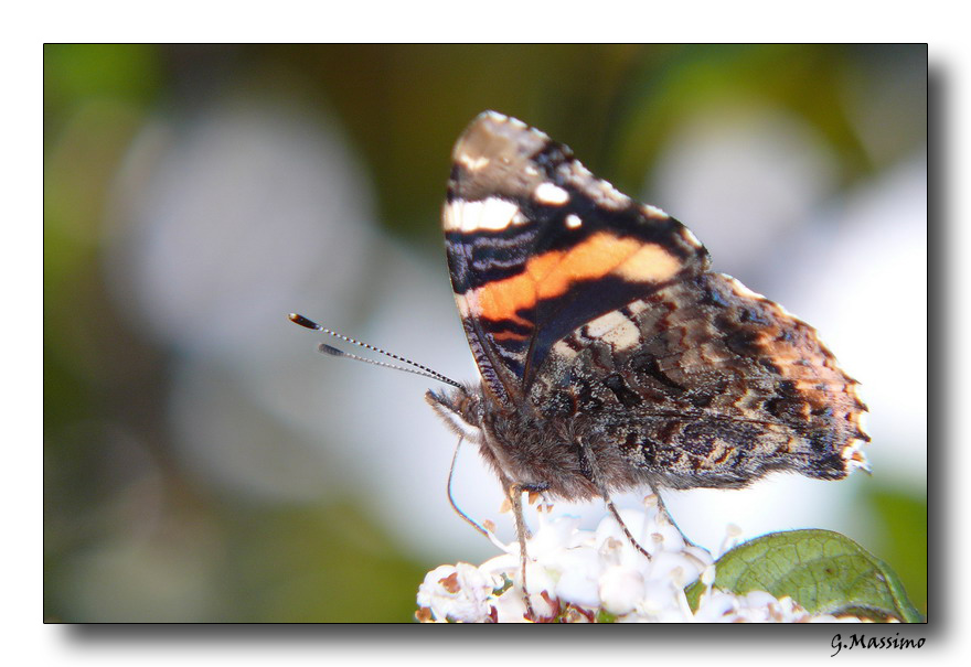 Butterfly 20