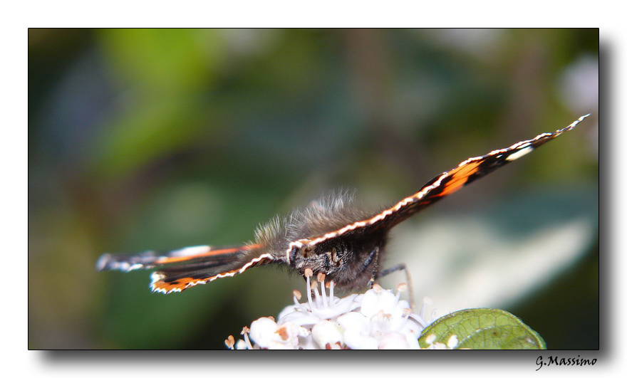 Butterfly 21
