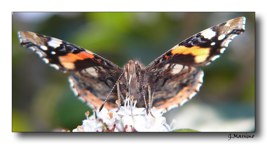 Butterfly 22