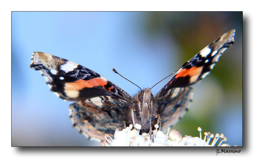 Butterfly 23
