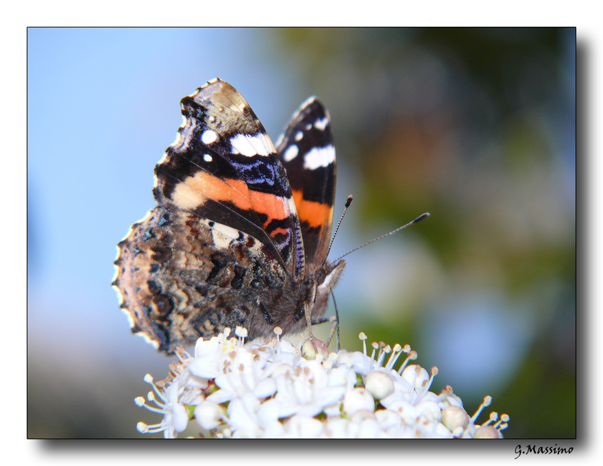 Butterfly 24