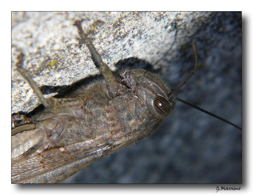 Locusta