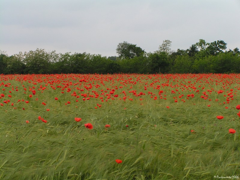 Tappeto Rosso